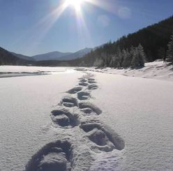 Snowshoe tracks in snow, with sun shining