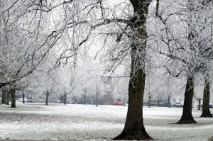 Winter scene in forest