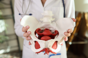 Medical practitioner holding pelvis 