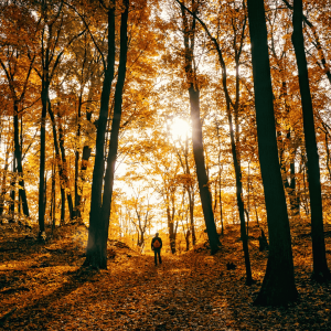 Person walking in forest in the fall