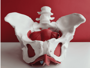 Model of Pelvic Floor.