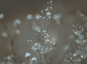 Small, tiny white flowers with brown background